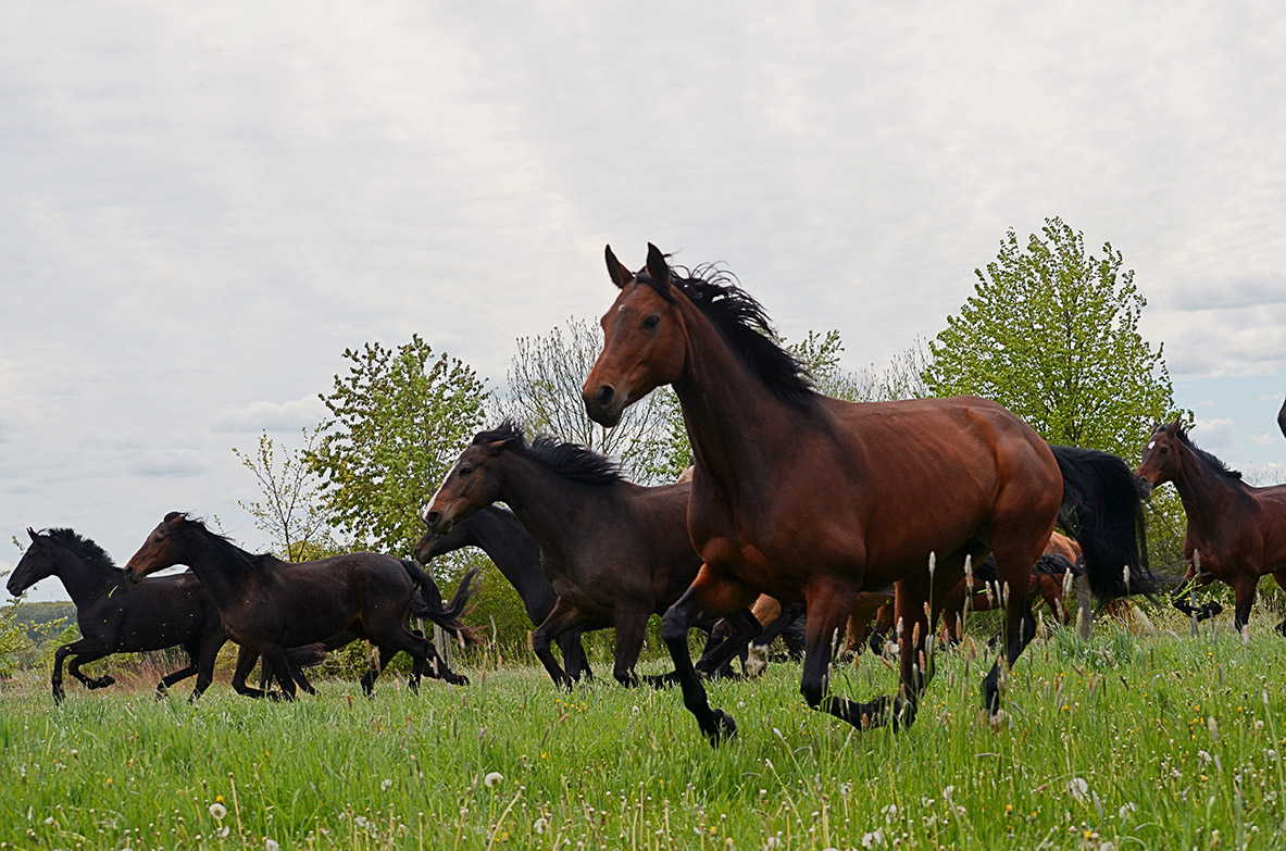 Reitverein VFD